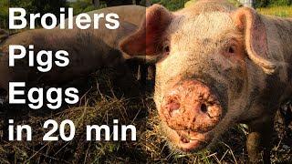 Raise 3 Types of Livestock in 20 Minutes a Day