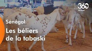 Sénégal les béliers de la tabaski attendent preneurs