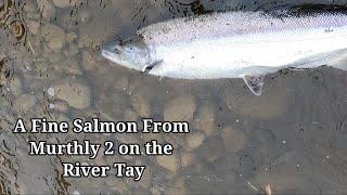 Scottish Salmon Fishing Murthly 2 2024