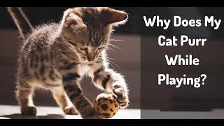 Why Does My Cat Purr While Playing?  Unlocking the Mystery