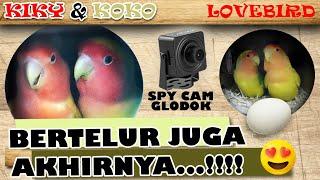 SPY CAM - HIDDEN CAM  DALAM GLODOK - LOVEBIRD BERTELUR - #2