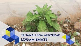 IPB Talks Tanaman Berpotensi Menyerap Logam Emas