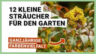 12 kleine Sträucher für Gärten mit wenig Platz