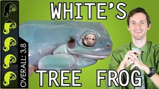 Whites Tree Frog The Best Pet Amphibian?