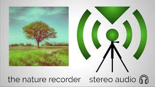 edney and birch  the nature recorder  stereo audio while you work study relax 56 mins