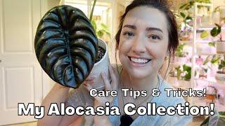 My Complete Alocasia Collection  How to care for an Alocasia  Tips and Tricks