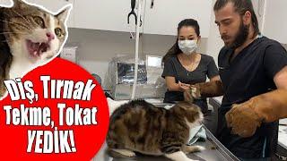 INSANE CAT ATTACK NINJA CAT TRIES TO ESCAPE FROM VET #inanoğlu #catattack