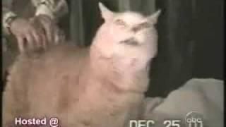 The Funniest Funny Cats Compilation