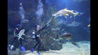 Shark feeding and views on aquariums