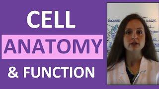Cell Anatomy & Physiology Cell Structure and Function Overview for Students