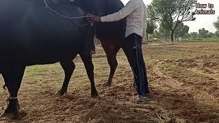 Buffalo Mating