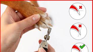 How to Trim Your Dogs Nails at Home - Step by Step with Illustrations