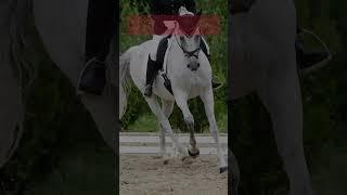 ATTN Dressage Riders Elevate Your Prevision Rhythm Grace and Athleticism