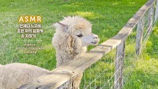 ASMR 언제나 느긋해 초원 위의 알파카와 노곤노곤 자장가  Alpaca & Relaxing Lullaby Sleep Music with Farm Ambience