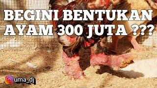 AYAM DONG TAO ALIAS AYAM KAKI NAGA ALIAS AYAM KAKI GAJAH DARI VIETNAM.REKOR HARGA TERMAHAL 300 JUTA