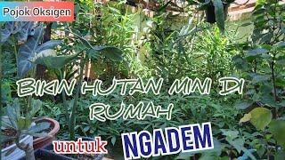 BIKIN TAMAN HUTAN MINI DI TERAS RUMAH BUAT NGADEM #PIKNIKDIRUMAHDULU#GOGREEN#GREENLOVER