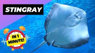 Stingray  The Underestimated Danger Of The Ocean  1 Minute Animals