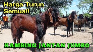 SEMUA DITURUNIN HARGANYA MULAI KAMBING JANTAN JUMBO SAMPAI INDUKAN