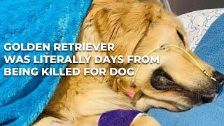 this golden retriever Was Literally Days From Being Killed For Dog Meat. 6 Months On?