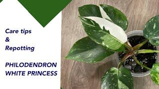 PHILODENDRON WHITE PRINCESS  care tips and repotting