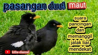 suara pasangan pikat duet maut jalak kebosuara mancing dan memanggil jalak liar untuk pikat mp3