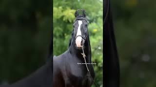 Late Stallion Mourya  #marwaristallion #horselover #viralvideo #ytshorts #marwarihorse