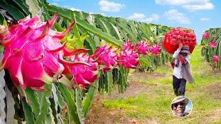 How Asia Harvesting Million of Dragon Fruits - Awesome Asia Agriculture Tradition Processing Farm