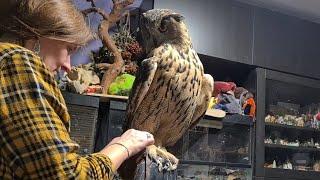 Have you seen an owl with bare legs? Look at this Eagle owl changes shoes