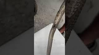 Rescuing A Snake I Found On My Property