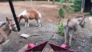 The boys getting treats by the back door.