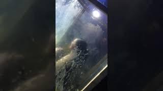 Lady gunged in nightclub