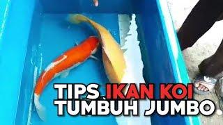 Tips-tips Agar Ikan Koi Tumbuh Jumbo