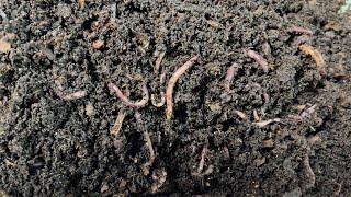 100 Red Wigglers + 6 Months = How Many Worms? WOW