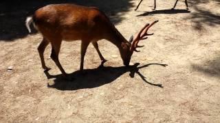 Butt-biting deer in Nara Japan