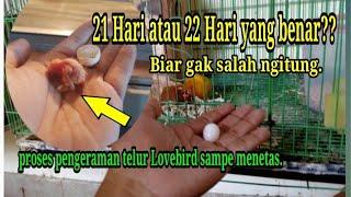 Berapa Hari lovebird mengeram sampai menetas??‼️ini dia jawaban lengkapnya.