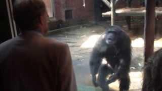 Boris the chimp at Chester Zoo has words with a zoo director.