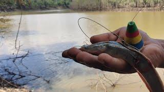 How to fish toman fish with catfish bait  Guaranteed to be eaten quickly