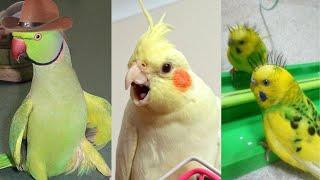 SMART AND FUNNY PARROTS - TRY NOT TO LAUGH  Funny Pets