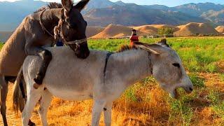 Donkey and Donkeys groom each other New Meting Murah 2023