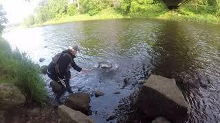 Record Brown Trout River Don 2020