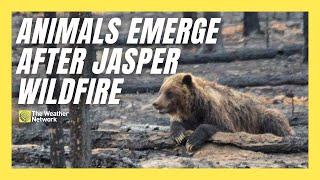 Photos Capture Bears in Burnt Jasper Area How Is Wildlife Faring Post-fire?