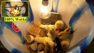 How to Hatch Chicks without an Incubator  Chicks Hatching in Plastic Bucket  Rainbow Birds