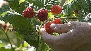 Planter un framboisier