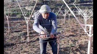 تقليم شجرة العنب بنظام الكردون المزدوج على حرف Y - الباحة  -السعودية. Grapevine Cordon Pruning