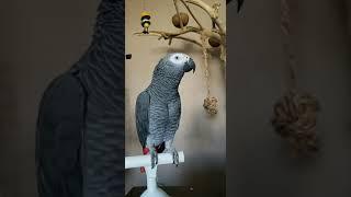 African Grey Farts then curses