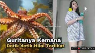 Gurita viral di Tiktok. Video gurita masuk ke vagina seorang wanita. Viral reaction.