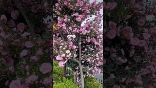 Full blooming Camellia flowers tree