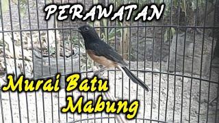 PERAWATAN MURAI BATU MABUNG BAGI PEMULA