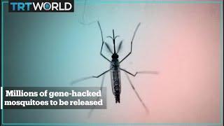 500 million genetically modified mosquitoes to be released in the US