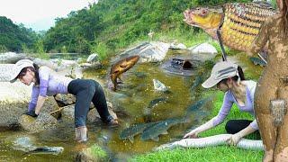 Huge wild fish nest - Beautiful girl survival and catches fish bushcraft shelter skills